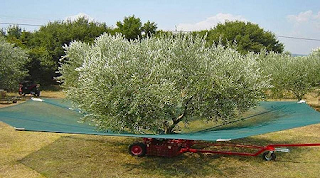 Στις επιλέξιµες δαπάνες των Σχεδίων Βελτίωσης η αγορά ελαιόδιχτων και ελαιόπανων