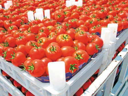 Σημαντική αύξηση κατανάλωσης &amp; παραγωγής ντομάτας στην Ε.Ε.