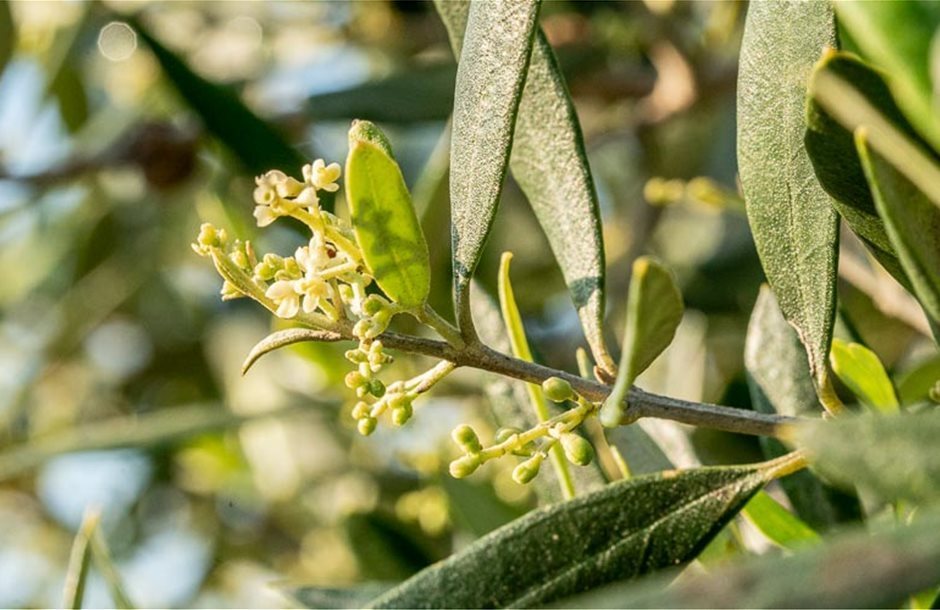 Ταυτόχρονη αντιμετώπιση για κυκλοκόνιο και γλοιοσπόριο της ελιάς