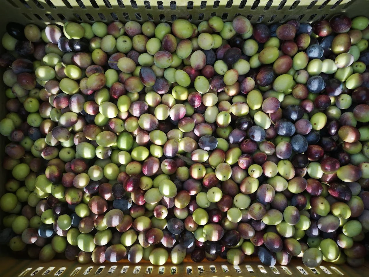 Πρακτικές δυσχέρειες ελαιοπαραγωγών στην εφαρμογή του ψηφιακού Δελτίου Αποστολής