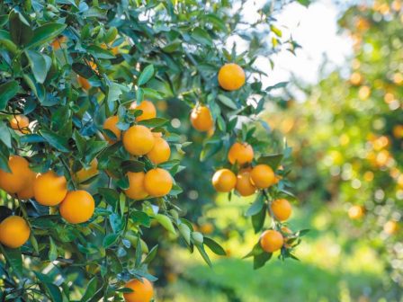 Πορτοκάλι: Θετική η εικόνα για τη Ναβαλίνα