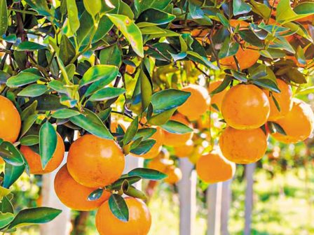 Λακωνία: τριπλάσια η φετινή τιμή για τα Βαλέντσια