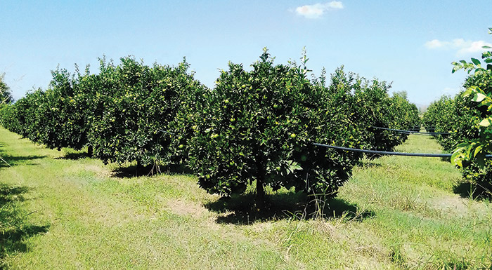 Εκδήλωση 15/10 του Γεωπονικού Παν.Αθηνών για τον παγετό στα εσπεριδοειδή