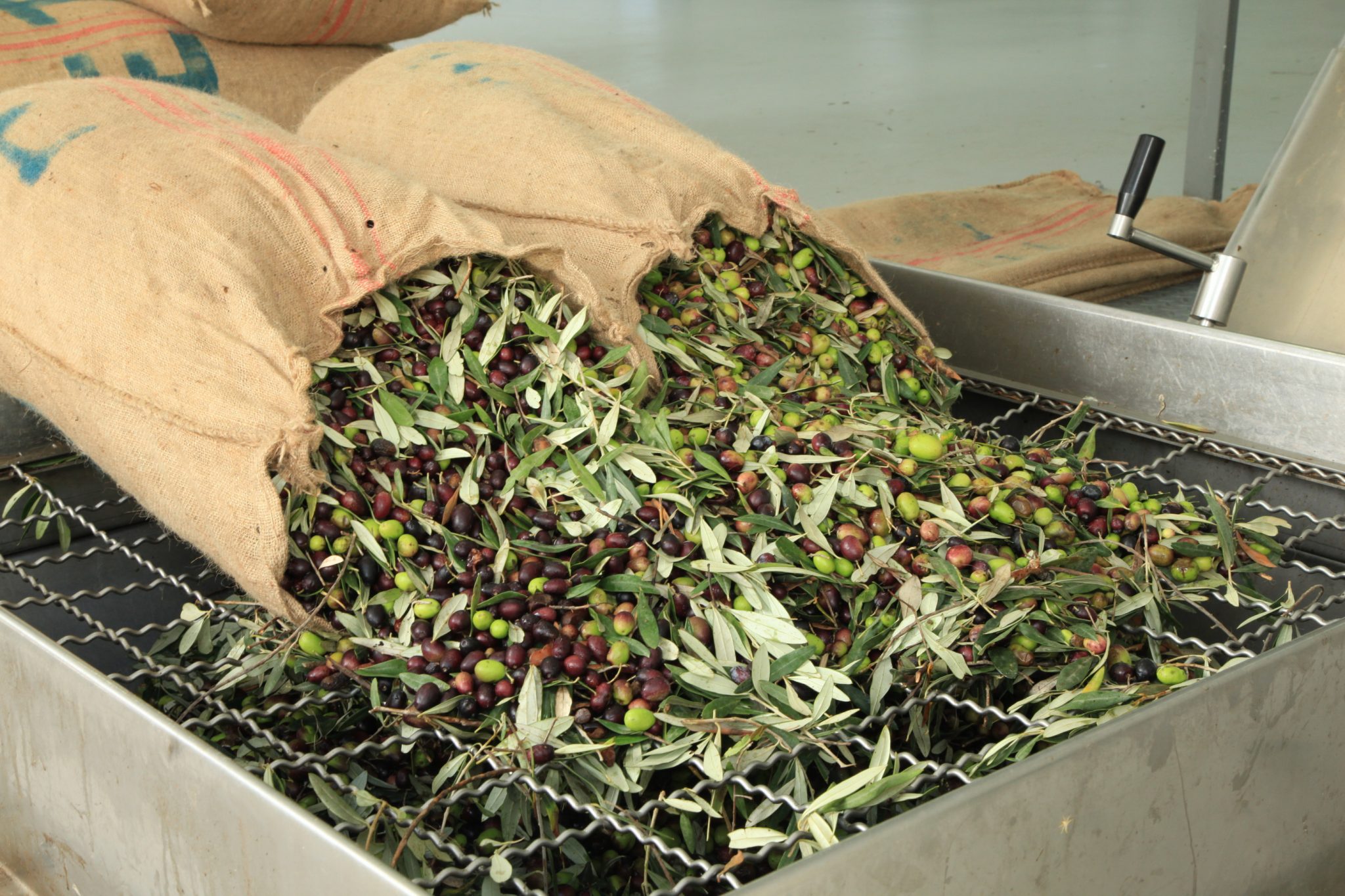 Πρόσθεση φύλλων ελιάς στην ελαιοποίηση για καλύτερη διάρκεια ζωής συνιστούν οι Ιταλοί