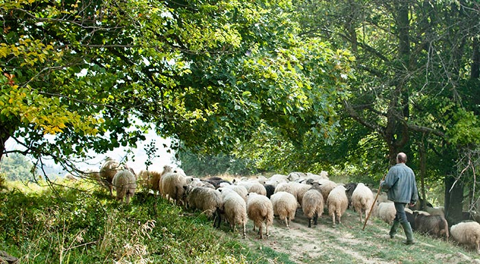 Μαραθώνιος Κτηνοτροφικής Καινοτομίας (18/10) στην Τρίπολη 