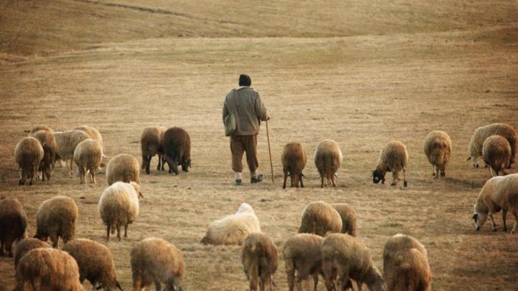 Σε επαγρύπνηση καλεί ο Δήμος Σπάρτης τους κτηνοτρόφους