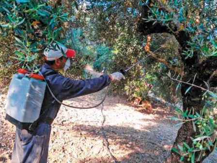 Δακοκτονία: Έντονη ανησυχία για την καθυστέρηση ψεκασμών