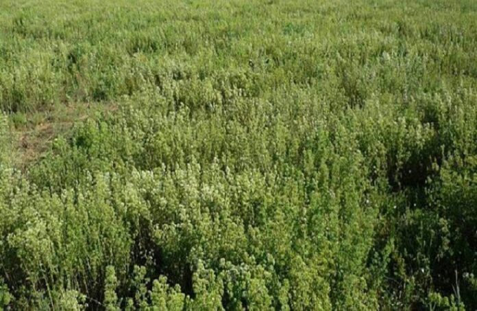 Αρέθουσα: Νέα ελληνική ποικιλία ρίγανης διαθέσιμη για τους παραγωγούς