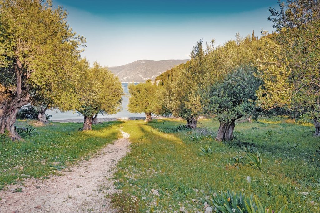 Ελαιοκομία: Αισιόδοξα τα πρώτα μηνύματα στη Λακωνία