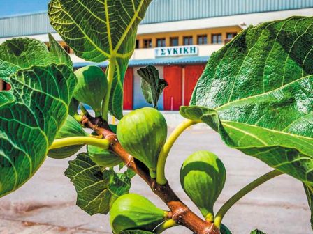 Αυξημένη η ζήτηση για το αποξηραμένο σύκο