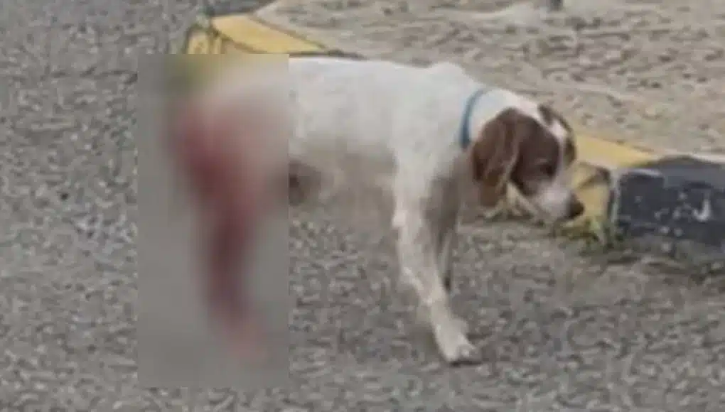 Κτηνωδία-σοκ: Σκύλος κακοποιήθηκε βάναυσα σεξουαλικά