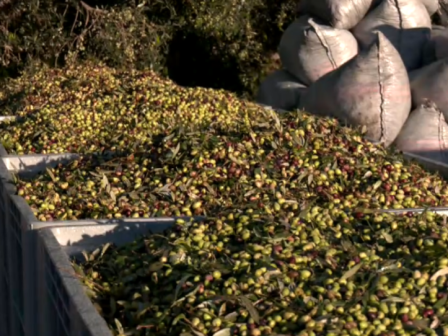 Ελαιοκομική κρίση στη Μεσσηνία 