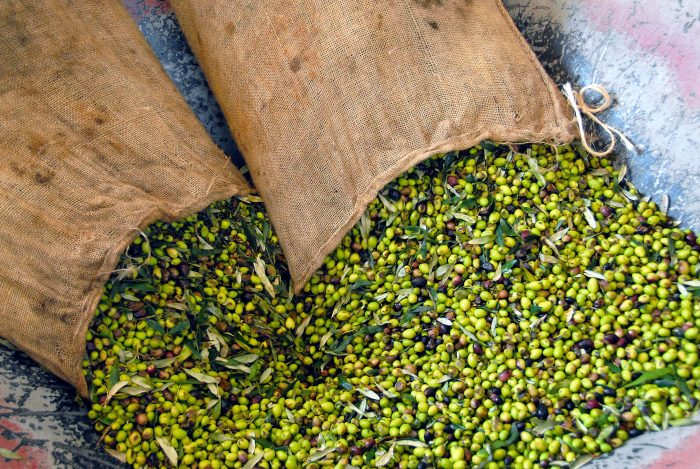 Ημερίδες ενημέρωσης ελαιοτριβέων και ελαιοπαραγωγών