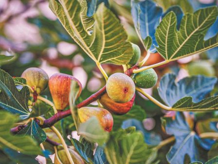 Σύκο-Λακωνία: Καύσωνες-Ζημιά αλλά αύξηση τιμών