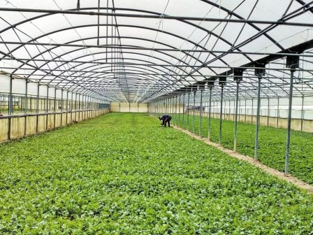 Νέα παράταση έως 9 Δεκεμβρίου για το πρόγραμμα των Θερμοκηπίων