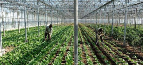 Καθορίσθηκε ο ανώτατος αριθμός εργατών γης για το 2026