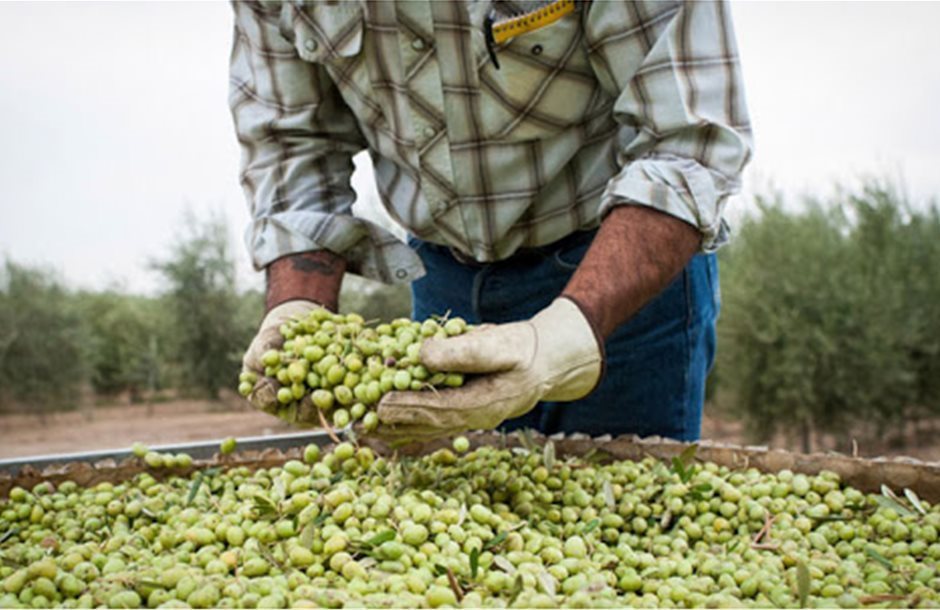 Αύξηση 29,3% οι εξαγωγές επιτραπέζιας ελιάς