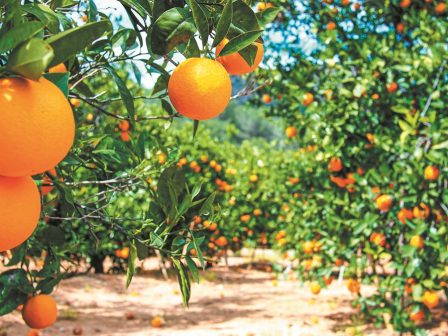 ΛΑΚΩΝΙΑ: Μικρά τα μεγέθη, υψηλές οι τιμές για τα Βαλέντσια