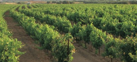 Αιτήσεις νέων φυτεύσεων αμπελώνων έως 20 Σεπτεμβρίου