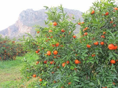 Κερδίζει έδαφος η βιοκαλλιέργεια