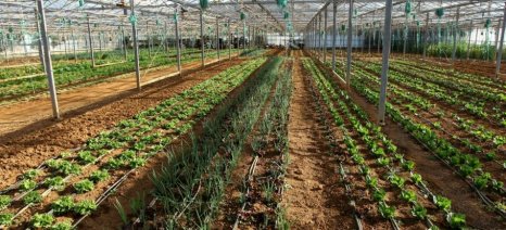 Προϋποθέσεις εγγραφής φυτών στον Εθνικό Κατάλογο Ποικιλιών