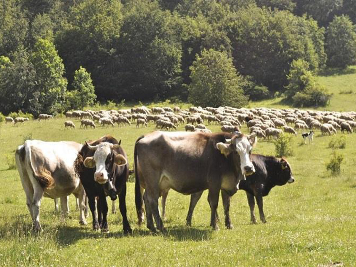 Κρούσμα καταρροϊκού πυρετού στη Λακωνία