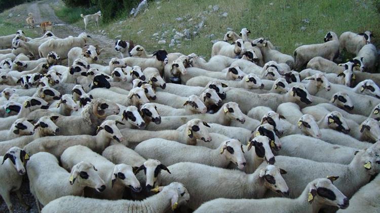 Κρούσμα πανώλης σε εκτροφή αιγοπροβάτων στην Καλαμπάκα