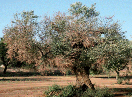 Ξυλέλλα ελιάς και υποχρεωτικά μέτρα προστασίας