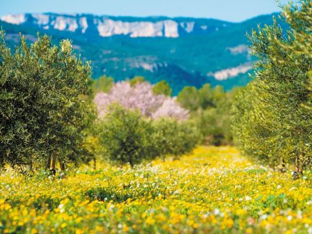Λακωνία: Κυρίαρχη η καλλιέργεια της βιολογικής ελιάς