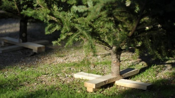 Ανακύκλωση Χριστουγεννιάτικων Δένδρων από Δήμους