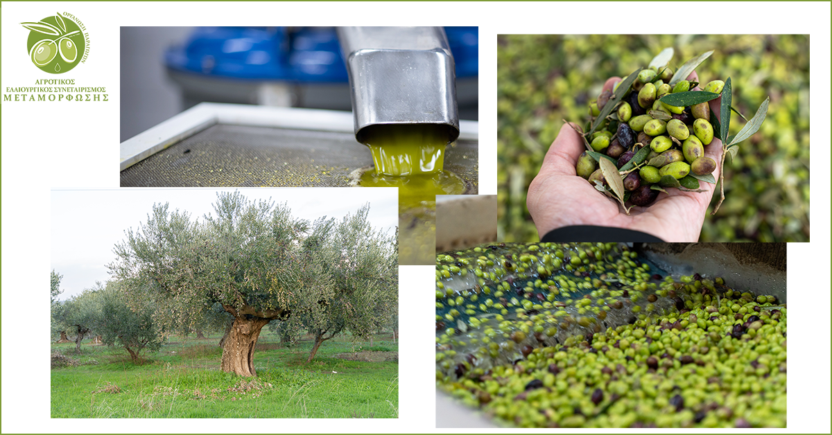 Εκσυγχρονισμός με υπογραφή Ο.Ε.Φ.: Ο Αγροτικός Ελαιουργικός Συνεταιρισμός  Μεταμόρφωσης αναβαθμίζει το ελαιοτριβείο του