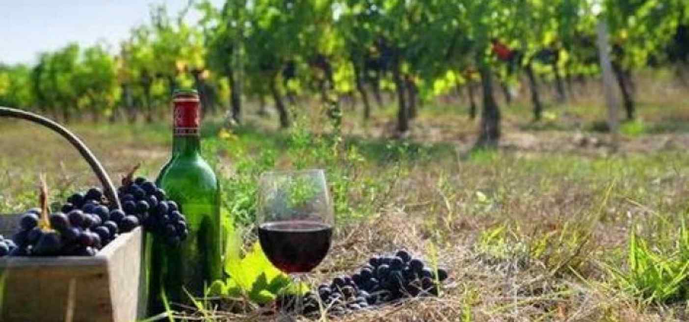 Πρόγραμμα Αναδιάρθρωσης και Μετατροπής Αμπελώνων περιόδου 2024-2025