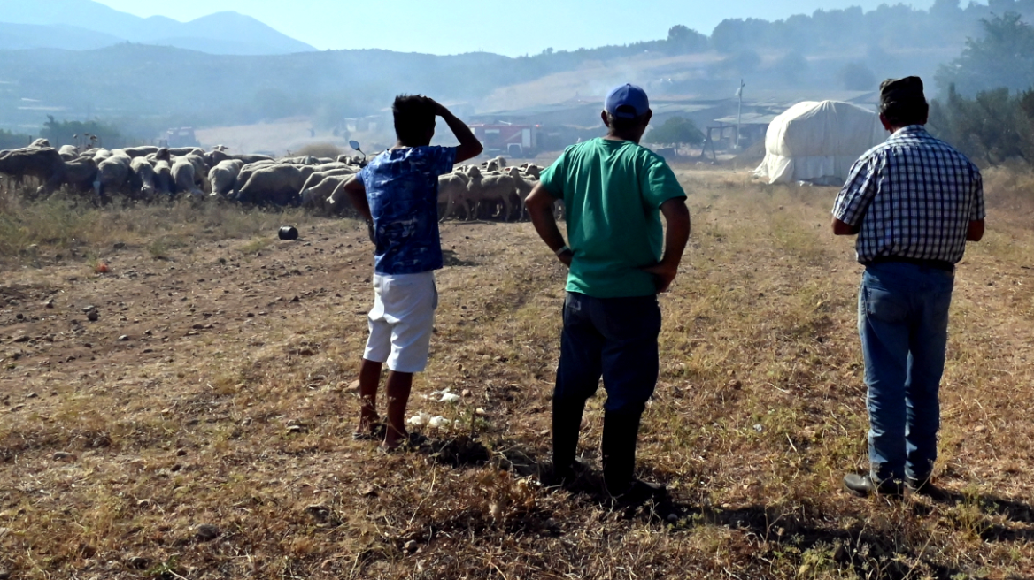 Ευλογιά των προβάτων: Εξετάζεται κλείσιμο των σφαγείων σε όλη τη χώρα για 10 μέρες - Δύο κρούσματα σε Μαγνησία, Κορινθία