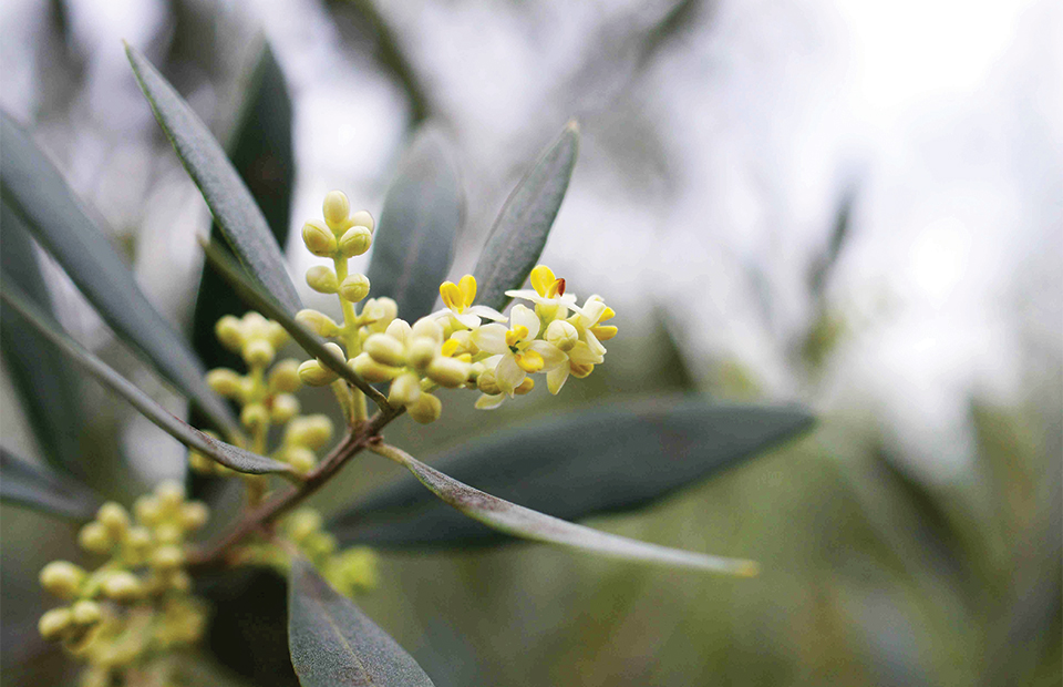 Ο  πρώϊμος καύσωνας δυσχεραίνει την καρπόδεση των ελαιοδένδρων