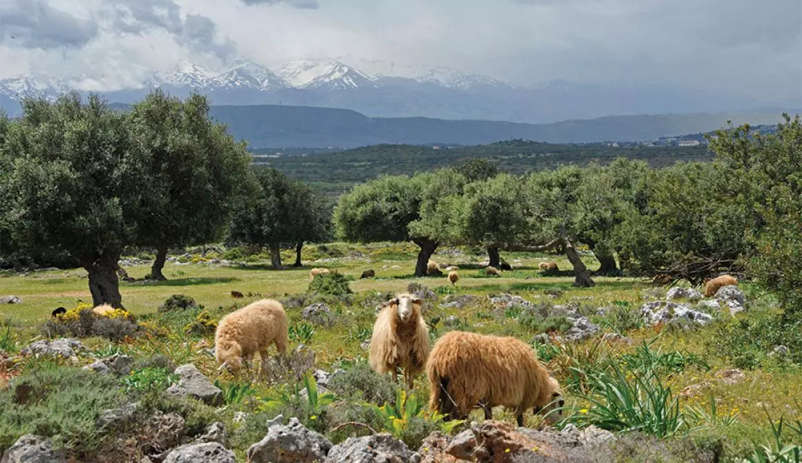 Σημαντικά οφέλη με την βόσκηση ζώων σε ελαιώνες