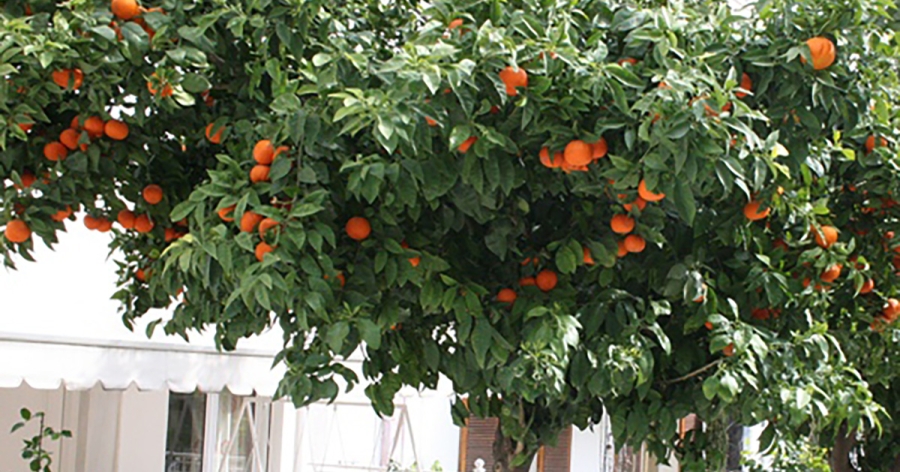 Η Υπηρεσία Πρασίνου, Καθαριότητας και Πολιτικής Προστασίας θα αρχίσει τις εργασίες αποκομιδής, την Πέμπτη 7 Μαρτίου