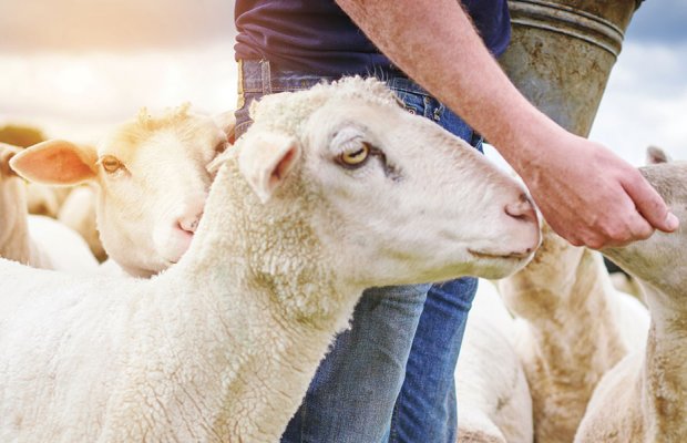 Ελέγχουν 1.000 ΑΦΜ στα βιολογικά λέει ο Αυγενάκης, έχουμε και προφυλακίσεις