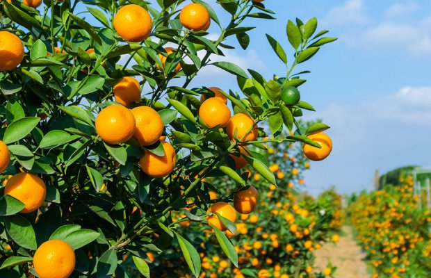 Αύξηση κατά 56% στις εισαγωγές πορτοκαλιών από Αίγυπτο φέρνει ασφυξία στην αγορά της ΕΕ