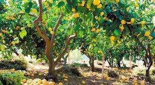 H ισπανική ποικιλία μανταρινιού που καταγράφει μεγάλη ζήτηση στην αγορά