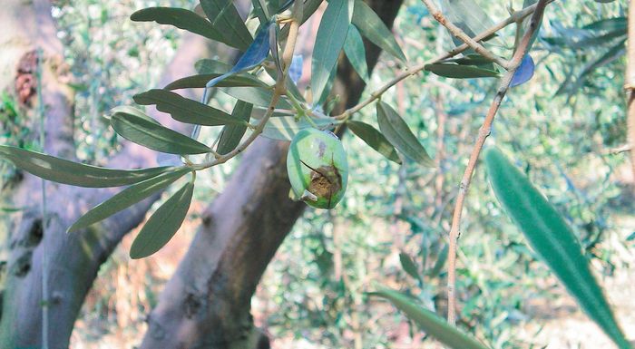 ΕΑΣ Κορίνθου: Ζητά άμεση στήριξη των παραγωγών για την ακαρπία στην ελιά