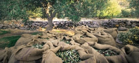 Άμεσος κίνδυνος απώλειας κοινοτικών πόρων για τους ελαιοπαραγωγούς
