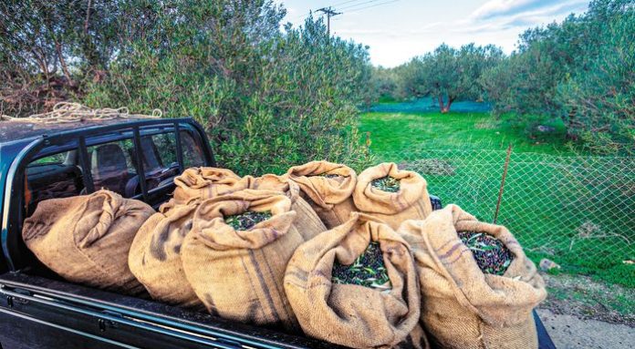 Επιτραπέζια ελιά: Κανονική η επόμενη σοδειά, με τις έως τώρα ενδείξεις