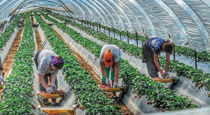 Απόγνωση στη Μεσσηνία λόγω έλλειψης εργατικών χεριών