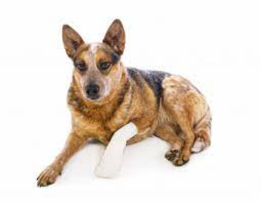 Συνελήφθη ένα (1) άτομο για παράβαση της νομοθεσίας περί ζώων συντροφιάς στο Γύθειο.