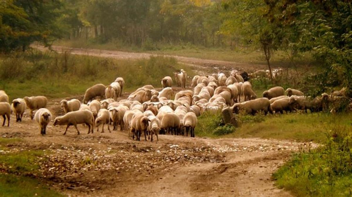 ΥΠΑΑΤ: 11,5 εκατ. ευρώ για εμβολιασμούς στο ζωικό κεφάλαιο