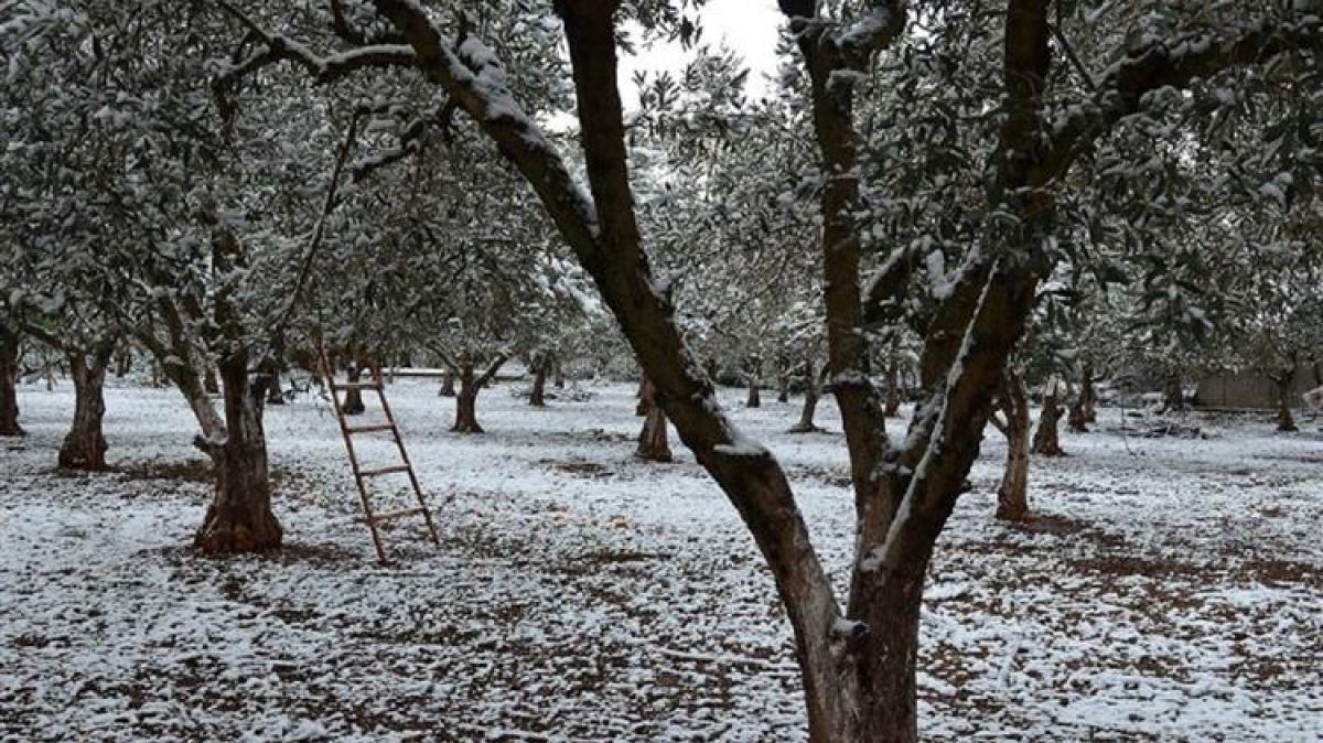 ΕΛΓΑ: Την επόμενη εβδομάδα η καταγραφή των ζημιών που άφησε πίσω της η «Μήδεια»