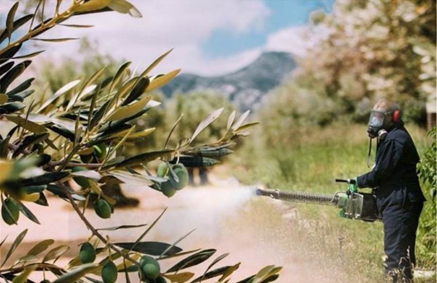 Απαραίτητοι οι φθινοπωρινοί ψεκασμοί στον ελαιώνα ενάντια σε γλοιοσπόριο και κυκλοκόνιο