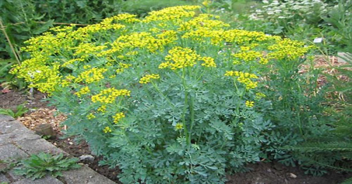 Γράφει ο Β.ΜΗΤΡΑΚΟΣ: Λαογραφικά σημειώματα  «Θα σε ξορκίσω με τον απήγανο» 