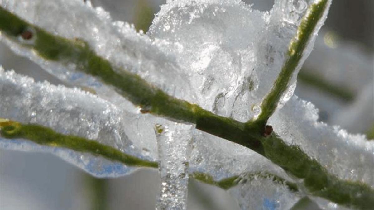 Πρόσθετες πληρωμές προκαταβολών για τον «Παγετό Άνοιξη 2021»