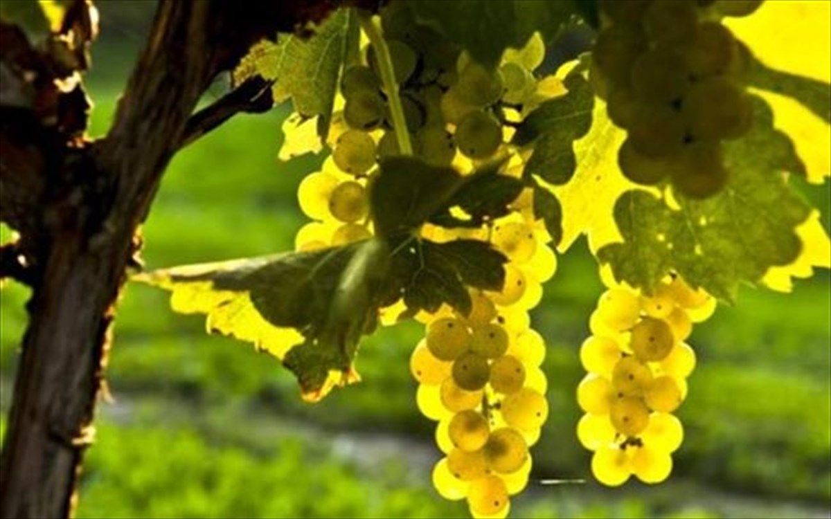 Με αλλαγές ανοίγει εντός του Μαΐου ο νέος κύκλος αναδιάρθρωσης αμπέλων